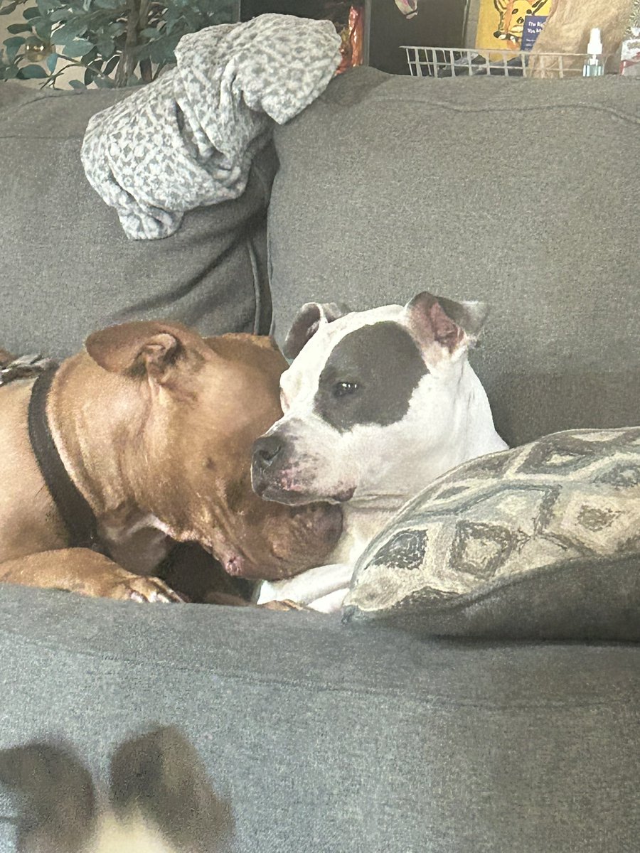 flstrtd's tweet photo. @stanzipotenza Here are my own pitties giving love to each other and then Wick (left) got harassed by my new puppy. He loves everything and everybody, and is honestly a scaredy boy. He’s brave when need be, but overall baby. He was confiscated from a dog fighting club. https://t.co/Ak5W9vL3ah