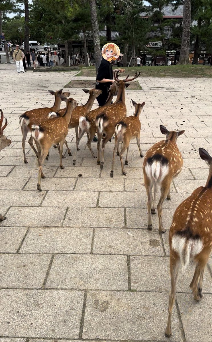 きりんです☺︎ G0PWKvFagAAKTV_.jpg