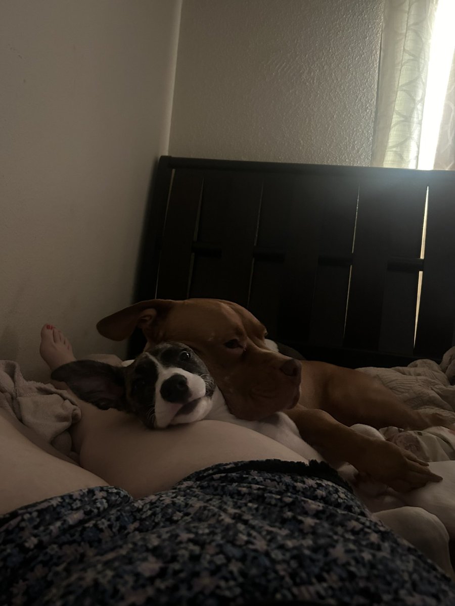 flstrtd's tweet photo. @stanzipotenza He took a nap with her shortly afterward btw. Pitbulls are such amazing dogs. They just have to be well trained and very much loved, like any other dog. https://t.co/YOYos9fant