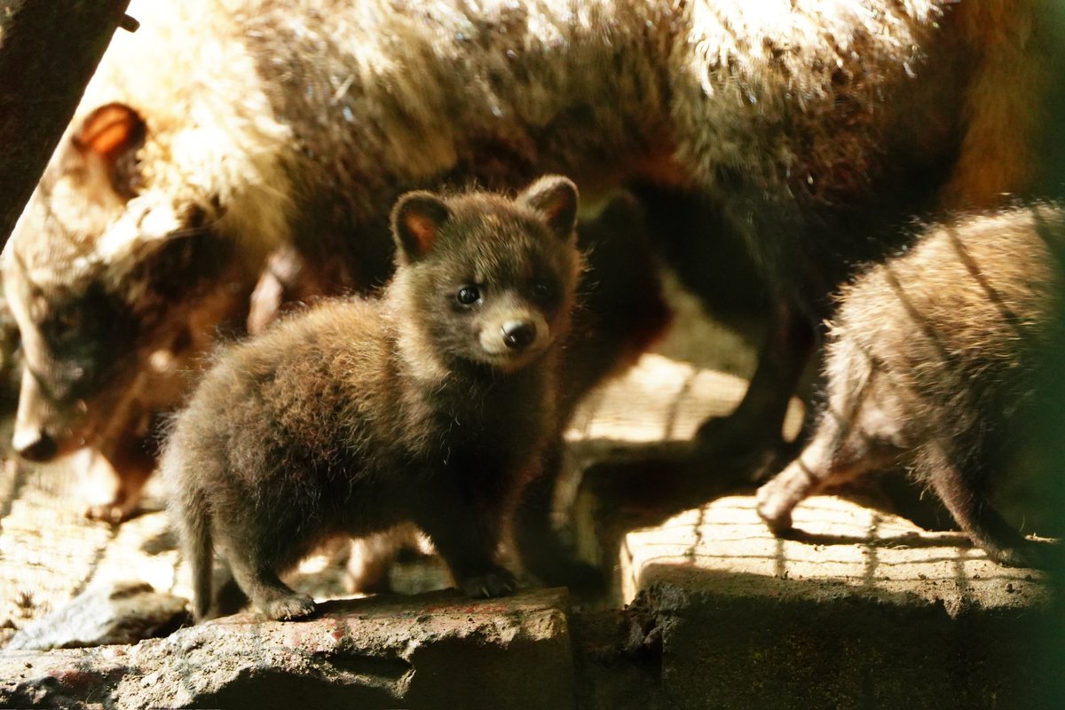 Sio_Chio_7's tweet photo. たぬきは日本のたからもの
こだぬきは至宝

#ホンドタヌキ 
#宝登山小動物公園 https://t.co/a7ckUBC87I