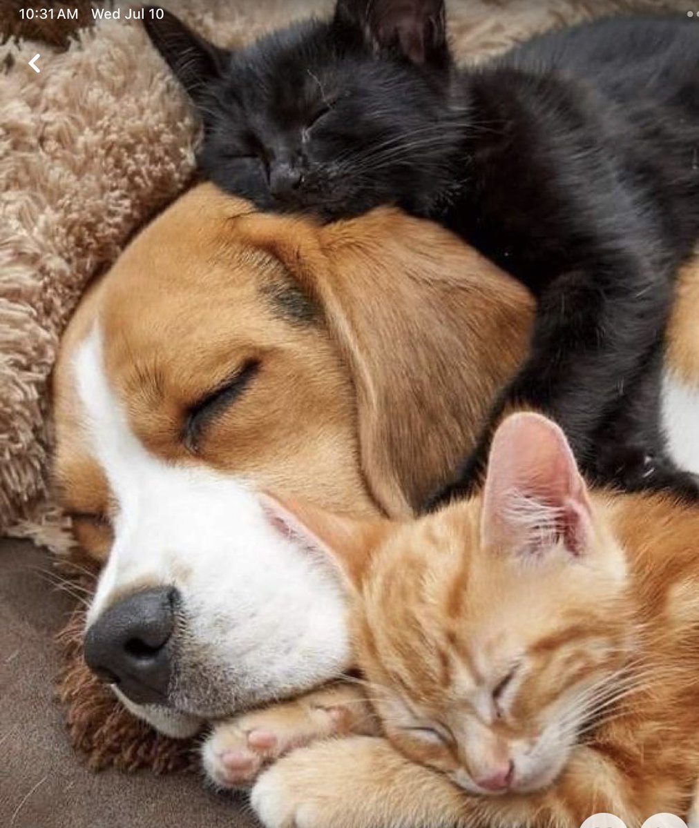 Deb 🇺🇸 🐾 🐕🦺 🐾 🇺🇸 (@flattielover) on Twitter photo <a href="/DaniTrump2020/">Ƒʉͫcͧкͭιͪηͣ Nuclear MAGA Dammit Dani Trump</a> <a href="/NatashaForTrump/">🌺La Femme 🌺</a> <a href="/scottstocker4/">scot</a> <a href="/MucusMucous1/">mucus</a> <a href="/gvnzng/">Gvnzng - personification of chaos - Time Traveler</a> <a href="/emsops/">Ja𝕏on 😎</a> <a href="/neecbf/">I'm just a number. (Pronouns: He/Won)</a> <a href="/anja_weimer/">Anja Weimer</a> <a href="/manoloh102/">Manoloh102</a> <a href="/Angel_13_Rising/">🖤❤Angel_13❤🖤</a> <a href="/NoWokeBSthe2nd/">NoWokeBS🎗️</a> <a href="/TomDoubting/">doubting-tom</a> <a href="/Jeanelynn/">Jeane</a> <a href="/salspua/">Yvette G/Salspua</a> <a href="/Jeanetteisback/">PresidentTrump - Mackie&Teddy’sMom🇺🇸🐶🔥</a> <a href="/HarveyWall15/">Harvey Wallbanger</a> <a href="/HarleysRetreat/">We are all screwed</a> <a href="/JPopiden55707/">Joe Popiden</a> <a href="/VinceGottalotta/">🇺🇸 Vin 🇺🇸</a> @CaresW6 <a href="/OGApe12/">Koven B</a> @medwoman1 <a href="/Sobana_Blupaw/">Sobana Blupaw</a> <a href="/cbessex/">Kat 🇺🇸 Constitutional Conservative MAGA</a> <a href="/1961mcruzer/">Truth refutes propaganda lies</a> <a href="/OurFirstFamily/">FIRST FAMILY FAN</a> <a href="/memequeenkimmy/">Meme Queen 🇺🇸 👸</a> @ProudAuntMaree <a href="/zazzybritches/">GiGi Gator Girl</a> <a href="/jdreiss196/">Radical Republican</a> <a href="/mgallagher465/">Michael Gallagher #God|Family|Country</a> <a href="/AngryFleas/">Angry Fleas</a> <a href="/J_Eagle01/">JEagle</a> <a href="/AndrewLazarus4/">Andrew Lazarus, retired rōnin mathematician</a> <a href="/manafoldsretch/">manafold</a> <a href="/Doubting_1/">Doubting Thomas</a> <a href="/theTennPatriot/">Tennessee Patriot 🇺🇸 ⚖️</a> <a href="/NoWokeBullShit/">NoBullShit🎗️</a> <a href="/marianatronh/">manafoldstretchalt</a> <a href="/MistressRedWasp/">💢ᖇᘿᕲᘺᗩSᕵ💢</a> <a href="/BluenoseNSCan/">Blue nose</a> <a href="/Shamanator/">Shamanator</a> <a href="/giddy_bunny/">Giddy Bunny</a> <a href="/DeanP11/">Plato 2.0 (Garbage Voter)</a> <a href="/KARMA92630394/">Vianne</a> <a href="/Alexand20701863/">Alexander Espada</a> <a href="/th86383645/">TC</a> <a href="/FantinoRea38947/">Real Fantino</a> <a href="/doug_in_nc/">Doug In NC</a> <a href="/_CapitalOffense/">Trouble, Big Time</a> Me too. I am not a late night person. Great to see you again, Dani.
Rest well, friend. <a href="/DaniTrump2020/">Ƒʉͫcͧкͭιͪηͣ Nuclear MAGA Dammit Dani Trump</a> <a href="/NatashaForTrump/">🌺La Femme 🌺</a> <a href="/scottstocker4/">scot</a> <a href="/MucusMucous1/">mucus</a> <a href="/gvnzng/">Gvnzng - personification of chaos - Time Traveler</a> <a href="/emsops/">Ja𝕏on 😎</a> <a href="/neecbf/">I'm just a number. (Pronouns: He/Won)</a> <a href="/anja_weimer/">Anja Weimer</a> <a href="/manoloh102/">Manoloh102</a> <a href="/Angel_13_Rising/">🖤❤Angel_13❤🖤</a> <a href="/NoWokeBSthe2nd/">NoWokeBS🎗️</a> <a href="/TomDoubting/">doubting-tom</a> <a href="/Jeanelynn/">Jeane</a> <a href="/salspua/">Yvette G/Salspua</a> <a href="/Jeanetteisback/">PresidentTrump - Mackie&Teddy’sMom🇺🇸🐶🔥</a> <a href="/HarveyWall15/">Harvey Wallbanger</a> <a href="/HarleysRetreat/">We are all screwed</a> <a href="/JPopiden55707/">Joe Popiden</a> <a href="/VinceGottalotta/">🇺🇸 Vin 🇺🇸</a> @CaresW6 <a href="/OGApe12/">Koven B</a> @medwoman1 <a href="/Sobana_Blupaw/">Sobana Blupaw</a> <a href="/cbessex/">Kat 🇺🇸 Constitutional Conservative MAGA</a> <a href="/1961mcruzer/">Truth refutes propaganda lies</a> <a href="/OurFirstFamily/">FIRST FAMILY FAN</a> <a href="/memequeenkimmy/">Meme Queen 🇺🇸 👸</a> @ProudAuntMaree <a href="/zazzybritches/">GiGi Gator Girl</a> <a href="/jdreiss196/">Radical Republican</a> <a href="/mgallagher465/">Michael Gallagher #God|Family|Country</a> <a href="/AngryFleas/">Angry Fleas</a> <a href="/J_Eagle01/">JEagle</a> <a href="/AndrewLazarus4/">Andrew Lazarus, retired rōnin mathematician</a> <a href="/manafoldsretch/">manafold</a> <a href="/Doubting_1/">Doubting Thomas</a> <a href="/theTennPatriot/">Tennessee Patriot 🇺🇸 ⚖️</a> <a href="/NoWokeBullShit/">NoBullShit🎗️</a> <a href="/marianatronh/">manafoldstretchalt</a> <a href="/MistressRedWasp/">💢ᖇᘿᕲᘺᗩSᕵ💢</a> <a href="/BluenoseNSCan/">Blue nose</a> <a href="/Shamanator/">Shamanator</a> <a href="/giddy_bunny/">Giddy Bunny</a> <a href="/DeanP11/">Plato 2.0 (Garbage Voter)</a> <a href="/KARMA92630394/">Vianne</a> <a href="/Alexand20701863/">Alexander Espada</a> <a href="/th86383645/">TC</a> <a href="/FantinoRea38947/">Real Fantino</a> <a href="/doug_in_nc/">Doug In NC</a> <a href="/_CapitalOffense/">Trouble, Big Time</a> Me too. I am not a late night person. Great to see you again, Dani.
Rest well, friend.