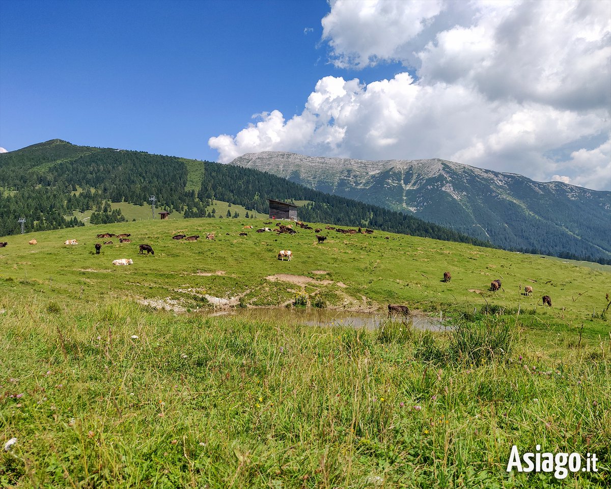 AsiagoIt's tweet photo. 🍃🐮🍃 BUONA DOMENICA dal nostro #paradiso! 😃
Località #Larici - #ValFormica: #mucche al pascolo, una vista mozzafiato sul #Portule, sole e aria pura... Che altro serve per una giornata perfetta? 😉
#Asiagoit #altopianodiasiago #Veneto #montagna #Asiago https://t.co/9Yw7qFGtOy