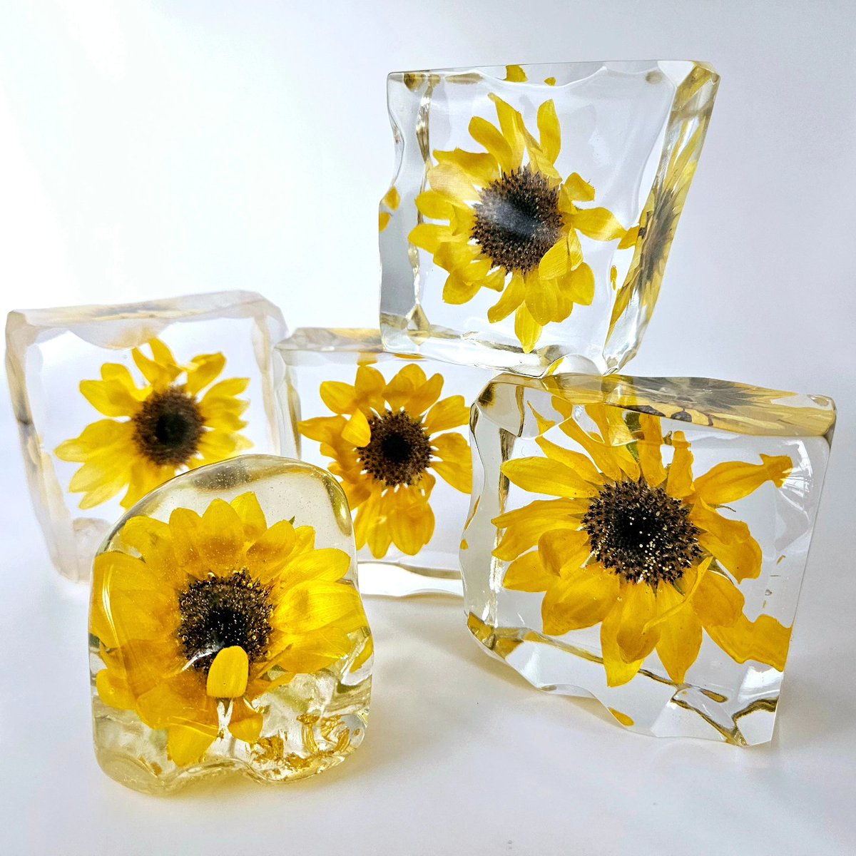 gayu320's tweet photo. ひまわり🌻

#生花 #樹脂 #レジンアート #植物標本 #芸術 #レジン #エポキシレジン #ドライフラワー #キリトリセカイ
#art #handmade #resin  #flowerstagram #flower #Japan  #flowerart #beautiful  #epoxyresin #realflower  #photo https://t.co/3xzCxkZ0HI