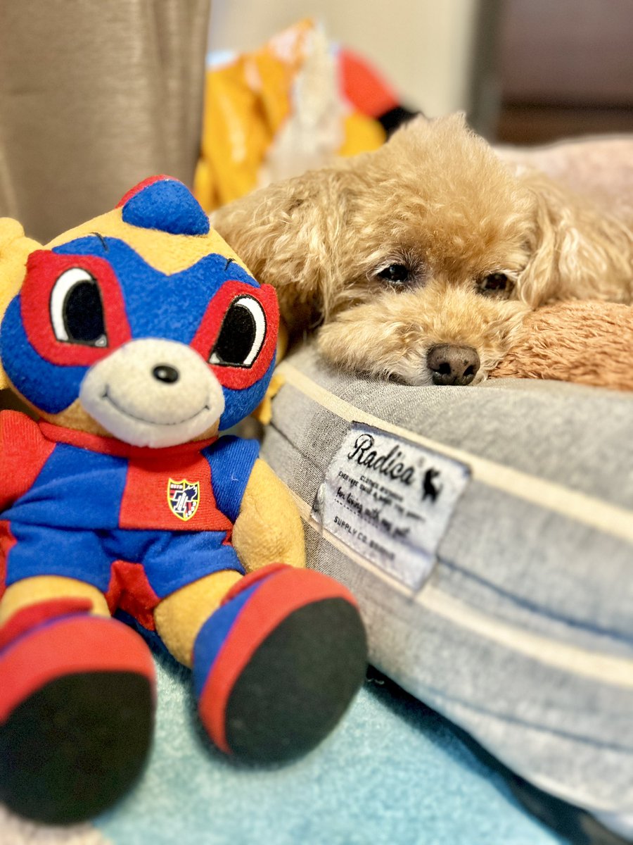 ドロンパとお昼寝🔵🔴

#fctokyo #FC東京 
#東京ドロンパ #ドロンパ