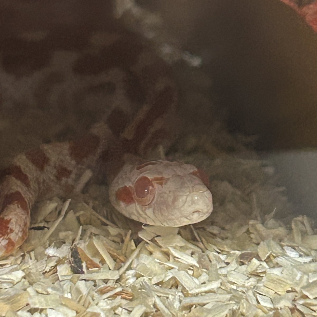 #파충류_트친소

콘스네이크 베이비예요 어제 데려왔어요🥹