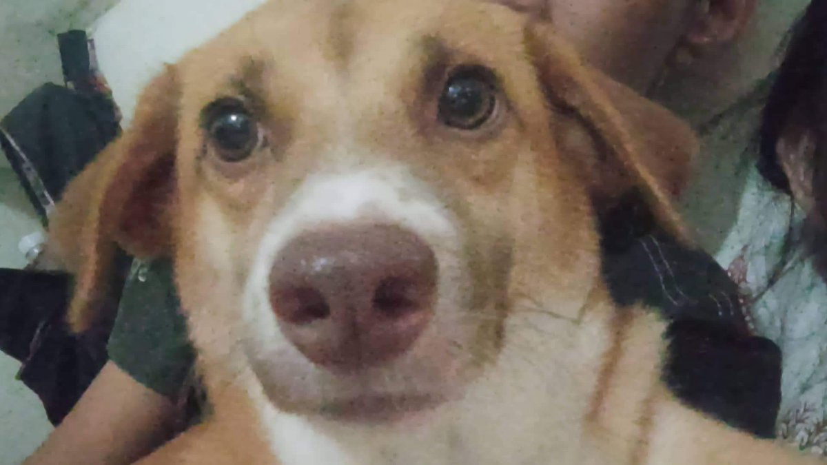 Elmertysooooon's tweet photo. Ebarg trauma mo maruu, di na kami kumuha ng dog :< https://t.co/WhvAMXoI4X