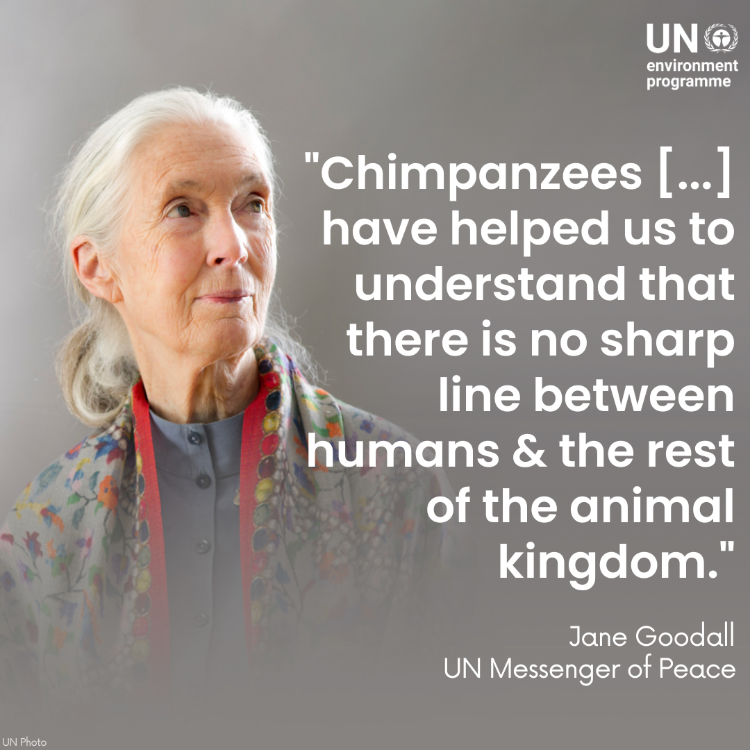 UNEP's tweet photo. Messenger of Peace Jane Goodall - @JaneGoodallInst - has devoted her life to protecting chimpanzees &amp; the natural world.

On #WorldChimpanzeeDay, we celebrate her pioneering work &amp; tireless commitment for taking action #ForNature &amp;  the #BiodiversityPlan. https://t.co/3hUzqcBU6R https://t.co/A7Ns4WoXBc