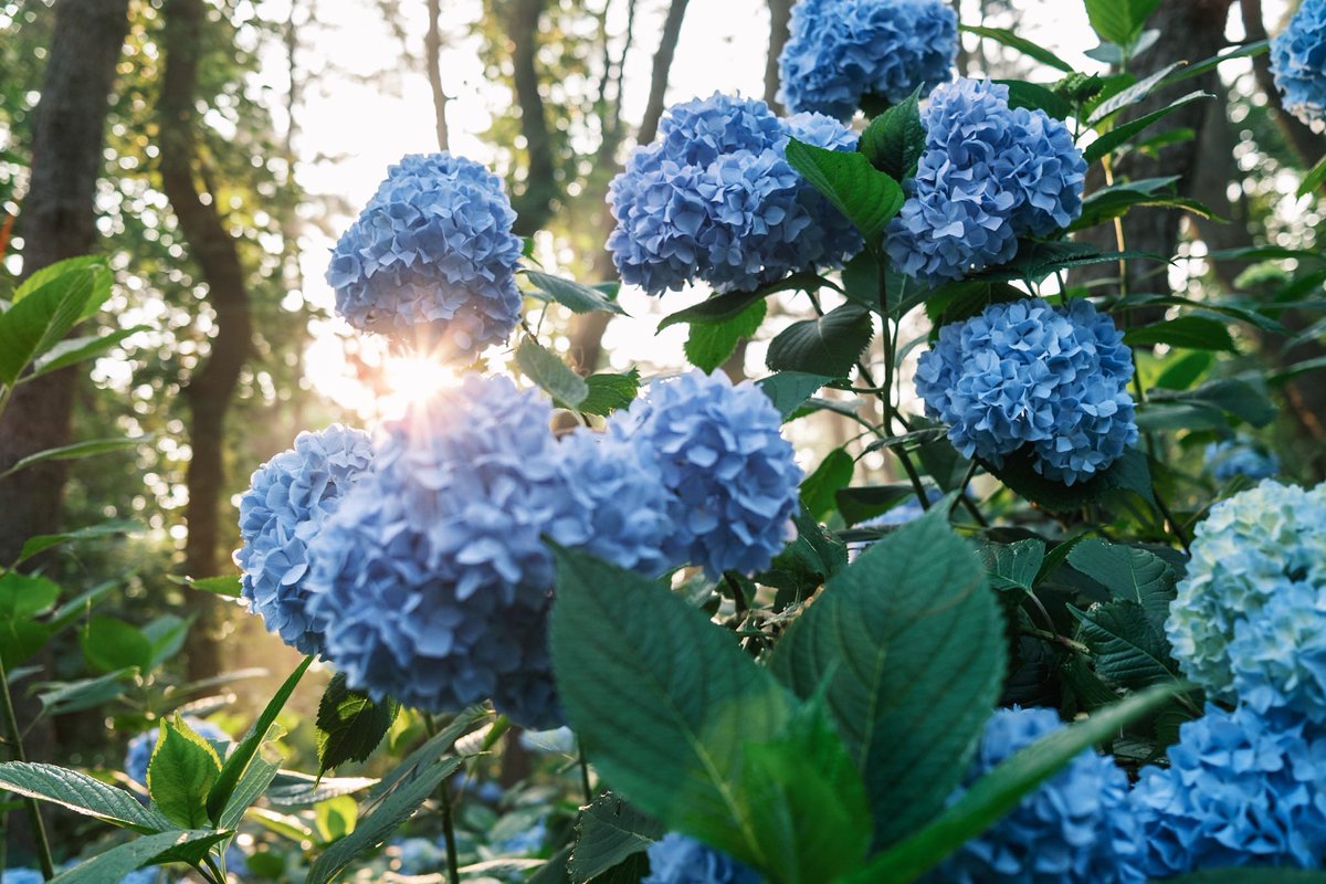 FsasakiP's tweet photo. Classic Negで撮る紫陽花

X100V

#moody #moodygram #moodygrams #naturegram #photography #ファインダー超しの私の世界 #写真好きな人と繋がりたい #fujifilm_xseries #x100v #富士フイルム #fujifilm #朝焼け #フィルムシュミレーション #classicneg #紫陽花 https://t.co/eQw2WARU0J