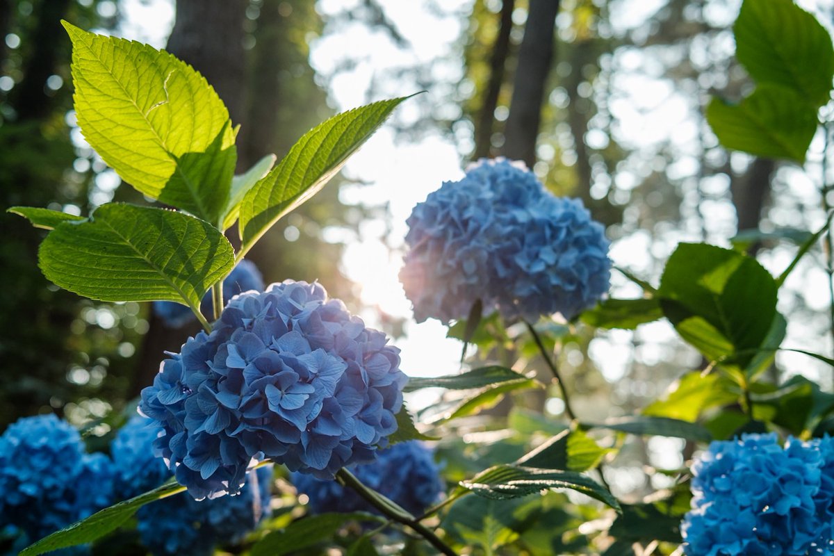 FsasakiP's tweet photo. Classic Negで撮る紫陽花

X100V

#moody #moodygram #moodygrams #naturegram #photography #ファインダー超しの私の世界 #写真好きな人と繋がりたい #fujifilm_xseries #x100v #富士フイルム #fujifilm #朝焼け #フィルムシュミレーション #classicneg #紫陽花 https://t.co/eQw2WARU0J