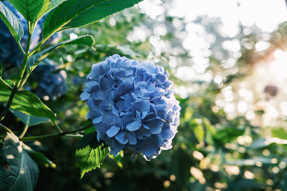 FsasakiP's tweet photo. Classic Negで撮る紫陽花

X100V

#moody #moodygram #moodygrams #naturegram #photography #ファインダー超しの私の世界 #写真好きな人と繋がりたい #fujifilm_xseries #x100v #富士フイルム #fujifilm #朝焼け #フィルムシュミレーション #classicneg #紫陽花 https://t.co/eQw2WARU0J