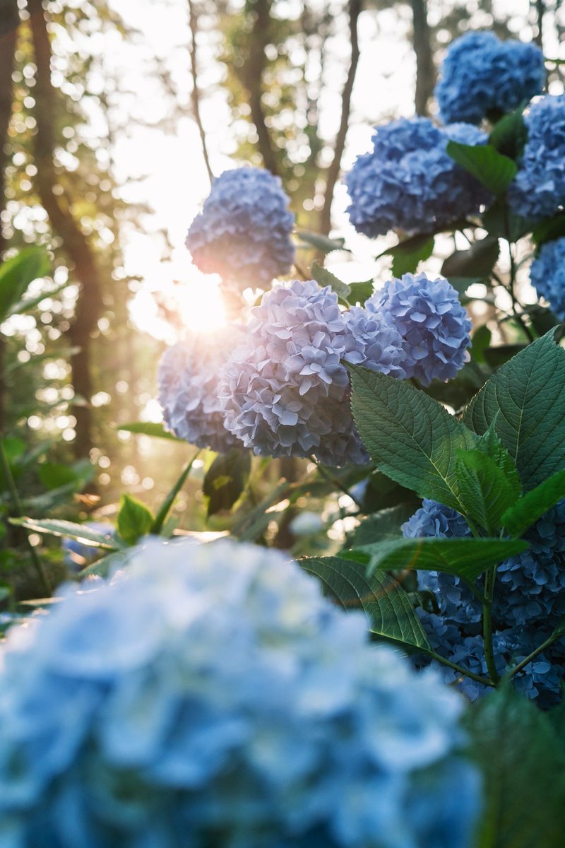 FsasakiP's tweet photo. Classic Negで撮る紫陽花

X100V

#moody #moodygram #moodygrams #naturegram #photography #ファインダー超しの私の世界 #写真好きな人と繋がりたい #fujifilm_xseries #x100v #富士フイルム #fujifilm #朝焼け #フィルムシュミレーション #classicneg #紫陽花 https://t.co/eQw2WARU0J