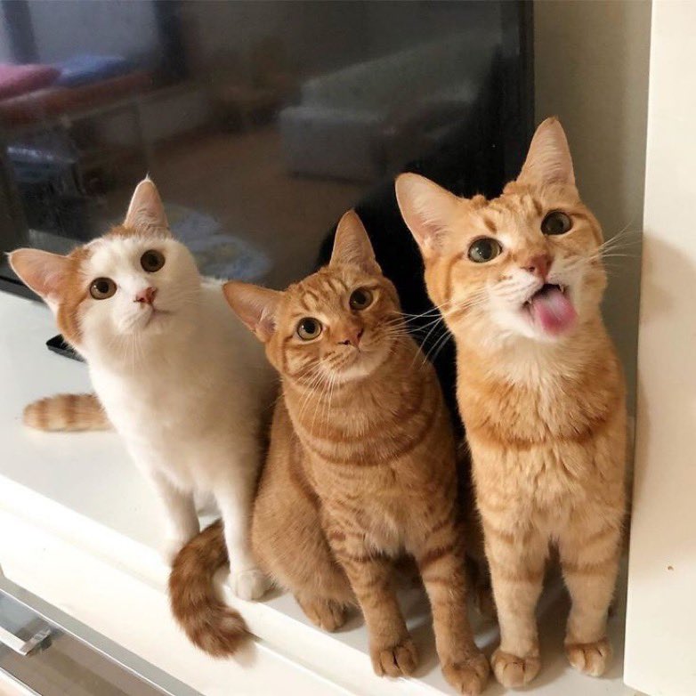 dteam as animals tweet media