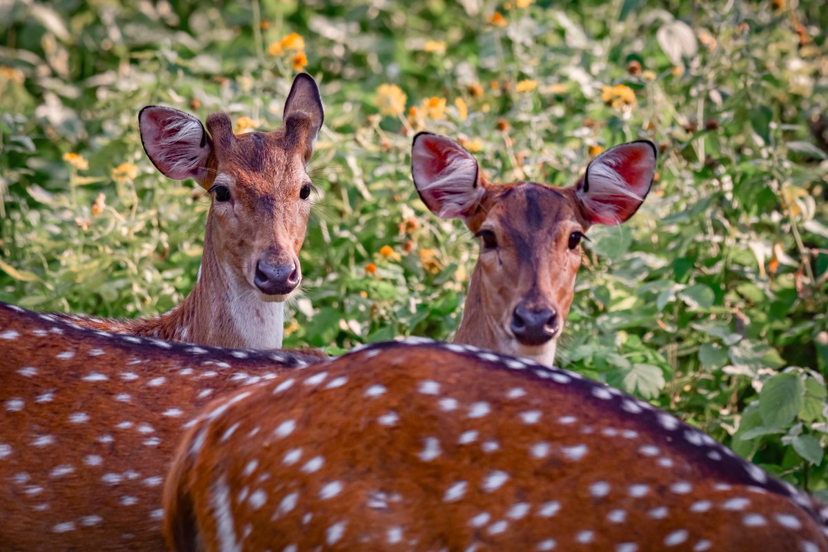 bownaankamal's tweet photo. Wildlife of India
1) Chital | Jhalana | India
2) Euphlyctis hexadactylus | Lake Kondangi | India
3) Indian Star Tortoise | Jawai | India
#earthofficial #asiawildlife #santuaryasia #planetearth #wildlife #bbcearthmagazine #natgeo https://t.co/VLyNB21wHH