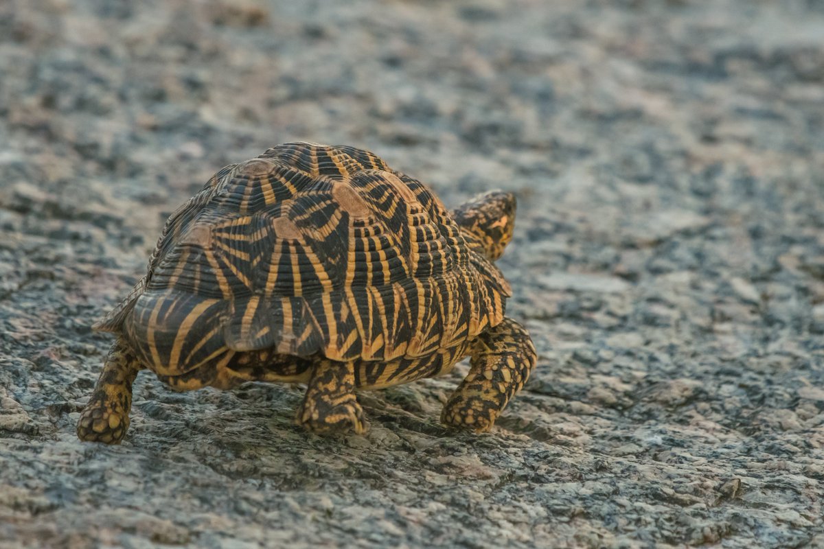 bownaankamal's tweet photo. Wildlife of India
1) Chital | Jhalana | India
2) Euphlyctis hexadactylus | Lake Kondangi | India
3) Indian Star Tortoise | Jawai | India
#earthofficial #asiawildlife #santuaryasia #planetearth #wildlife #bbcearthmagazine #natgeo https://t.co/VLyNB21wHH