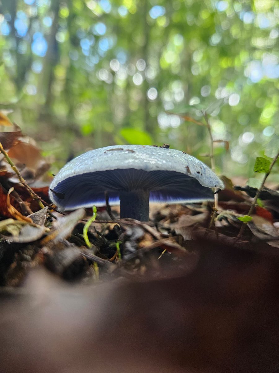 maaatttth's tweet photo. @Fungi_Cosas holaaaa
Este hongo 🍄🟫 es comestible? https://t.co/FjfVNHVqr7