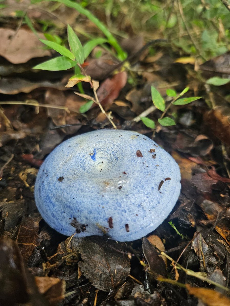 maaatttth's tweet photo. @Fungi_Cosas holaaaa
Este hongo 🍄🟫 es comestible? https://t.co/FjfVNHVqr7