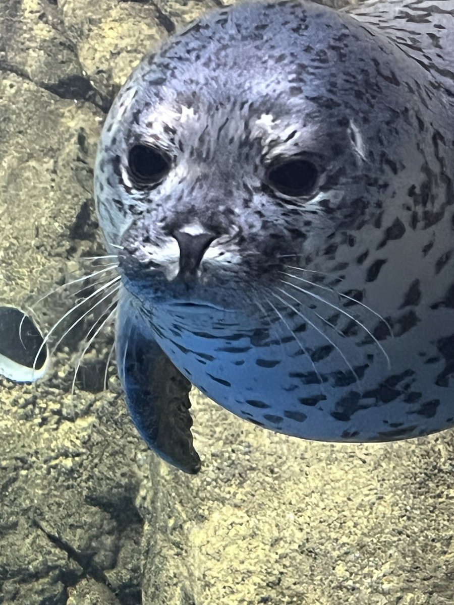 えのすいのココアちゃんに会ってきました！とてつもなく可愛いお顔をし