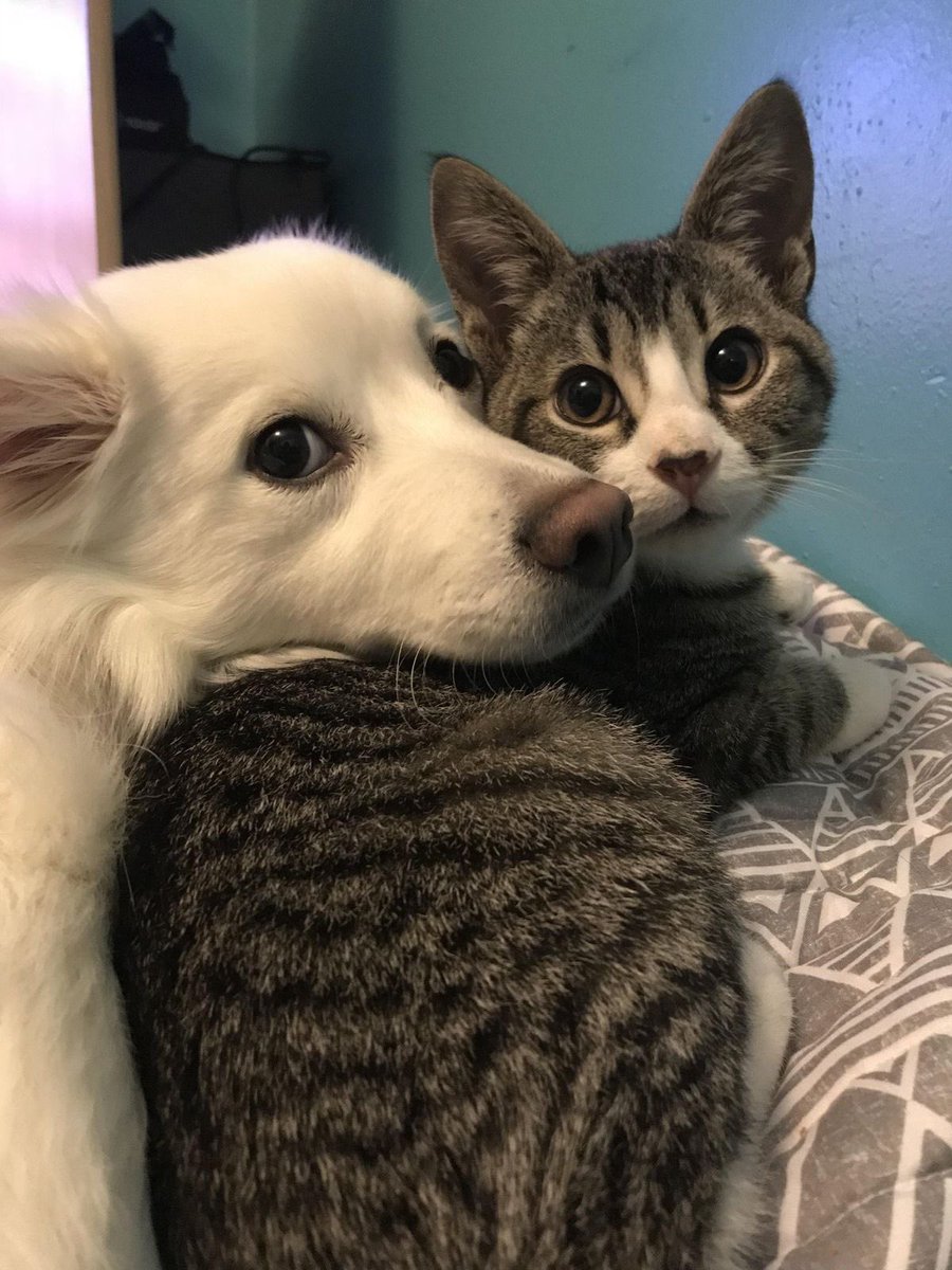 PunchingCat's tweet photo. double dose of cuteness https://t.co/kn8aNWS89n