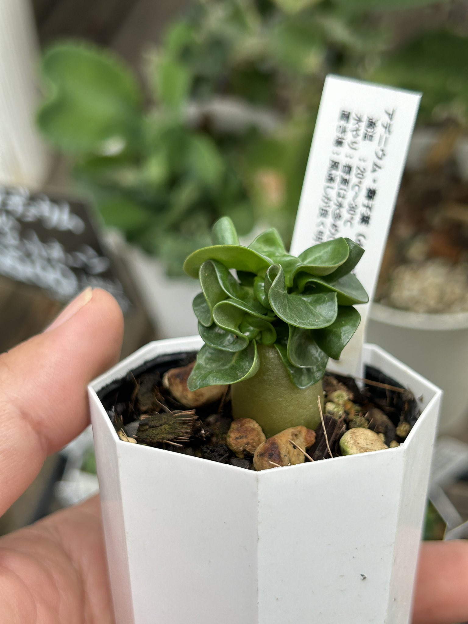 a29 アデニウム 獅子葉 ドーセットホーン メデューサ コーデックス Amazon.co.jp: アデニウム ドーセットホーン 塊根植物 獅子葉 巻