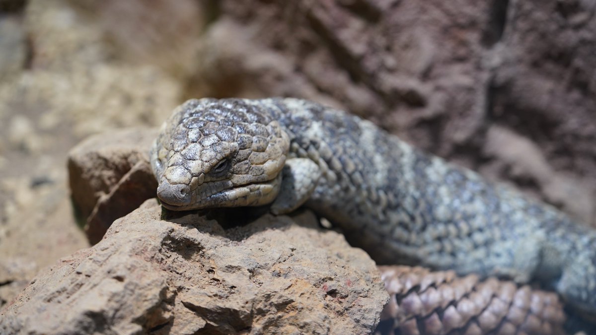 は虫類・両生類館の #マツカサトカゲ です。 オーストラリアの固有種で