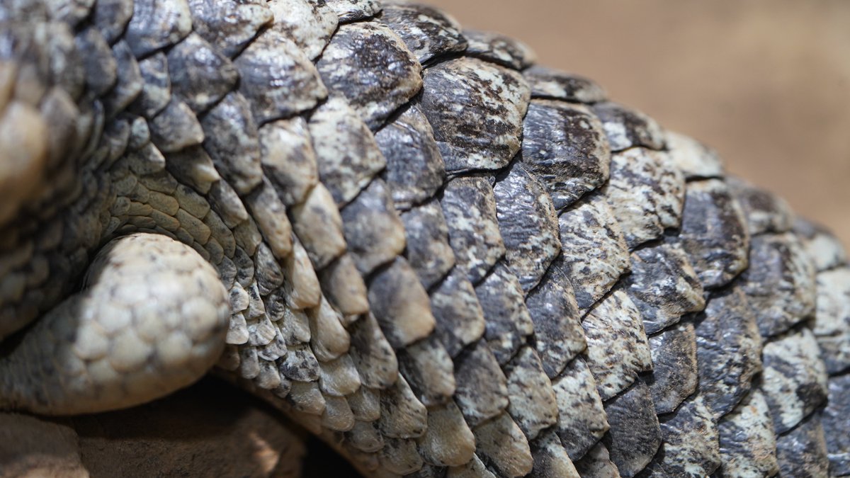 は虫類・両生類館の #マツカサトカゲ です。 オーストラリアの固有種で