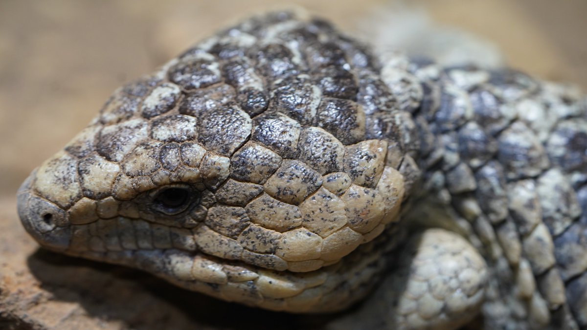は虫類・両生類館の #マツカサトカゲ です。 オーストラリアの固有種で
