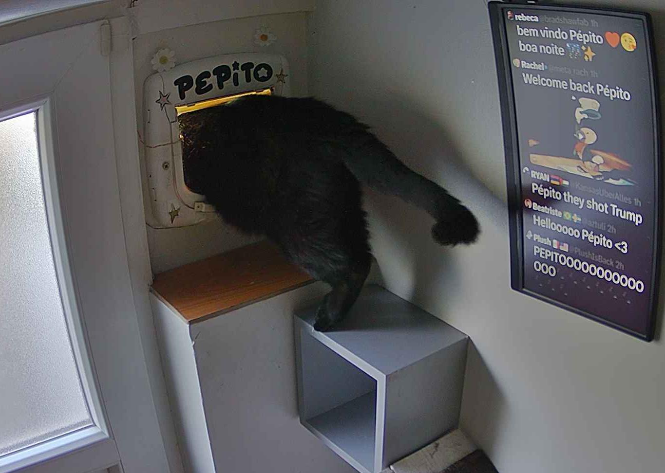 Pépito on X: “Pépito is out (07:37:08) https://t.co/9mAzjvsJwf” / X