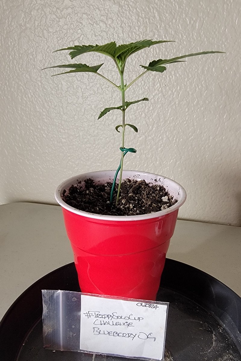 AlienFogMachine's tweet photo. Day 14 #BlueberryOG #TrippySoloCupChallenge @Slim_Jezuz710
@BarneysAms #HLG
#homegrown #growyourown #organiccannabis https://t.co/shouj13nt9