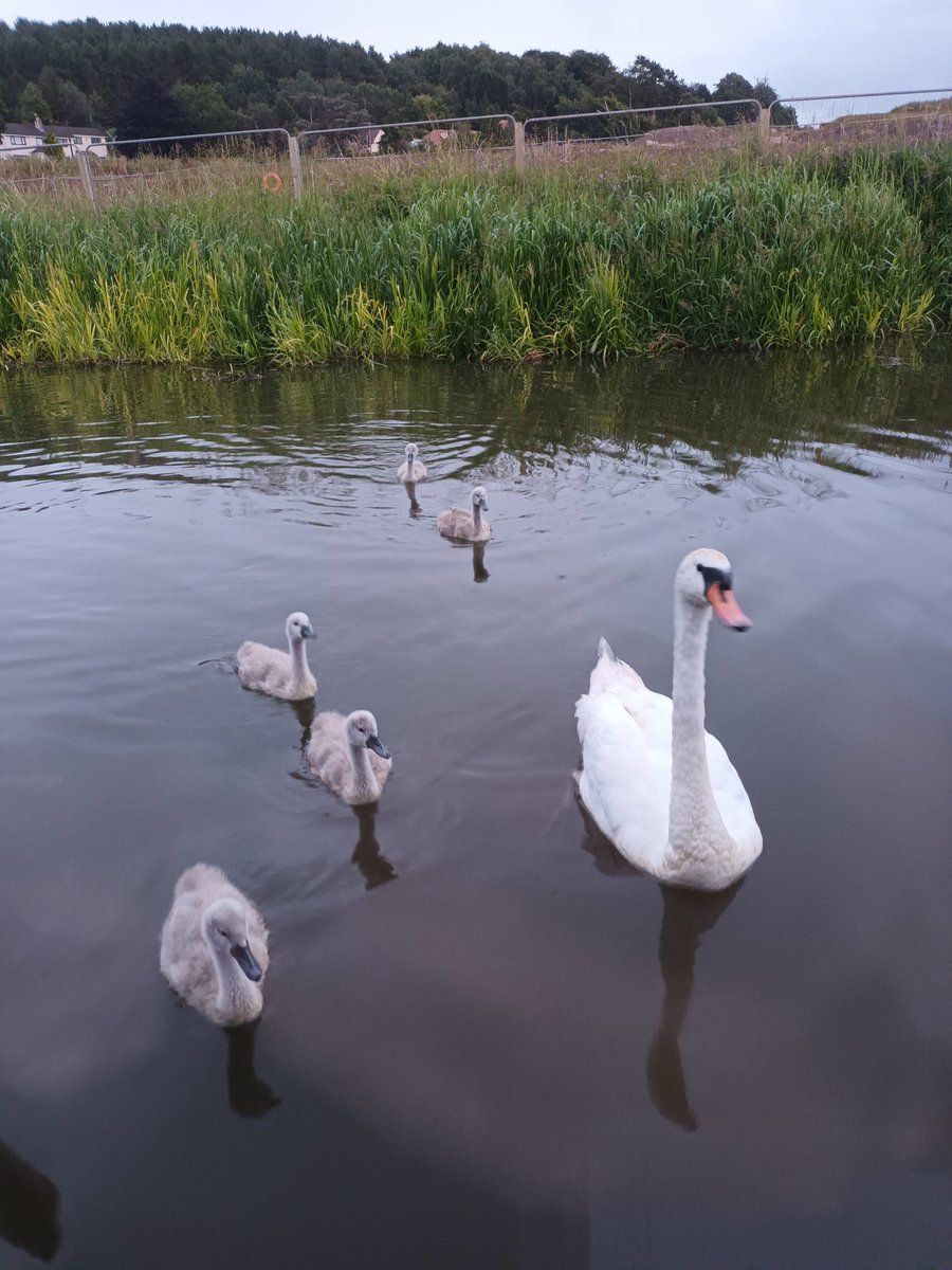 DeenaI's tweet photo. July 14 Yesterday was a day of two halves...guess today will be too ⚽️!

#narrowboat #lifeafloat #boatsthattweet #travel #journey #boatlife #continuouscruisers #swans https://t.co/xzUpHkw2l8