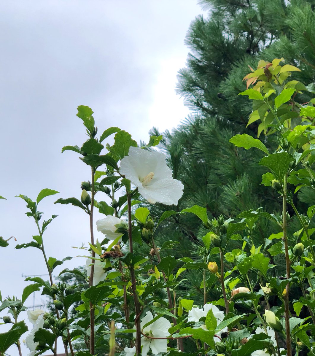 komichinoishi's tweet photo. 木槿は凛として雨を受け https://t.co/xIVuV2yWR7