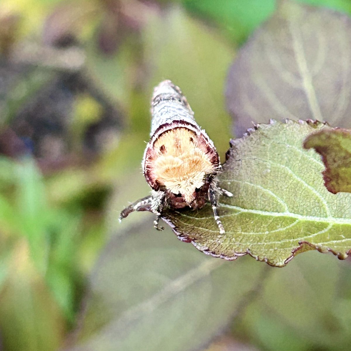 33 of 15 in the trap this morning. Apple Ermine &amp; Lunar-spotted Pinion new for the garden. Over half the catch was Ermine.