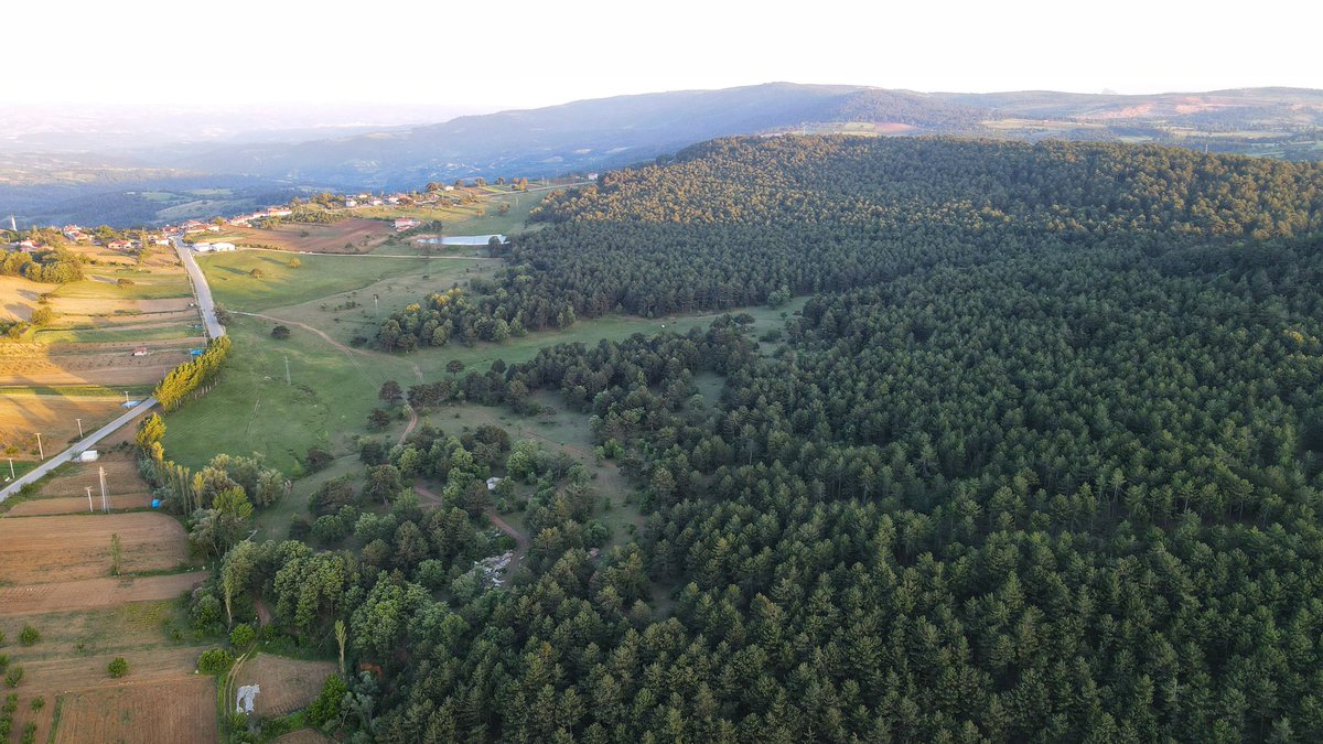 Kalemoğlu Ormanını Savunuyor tweet media