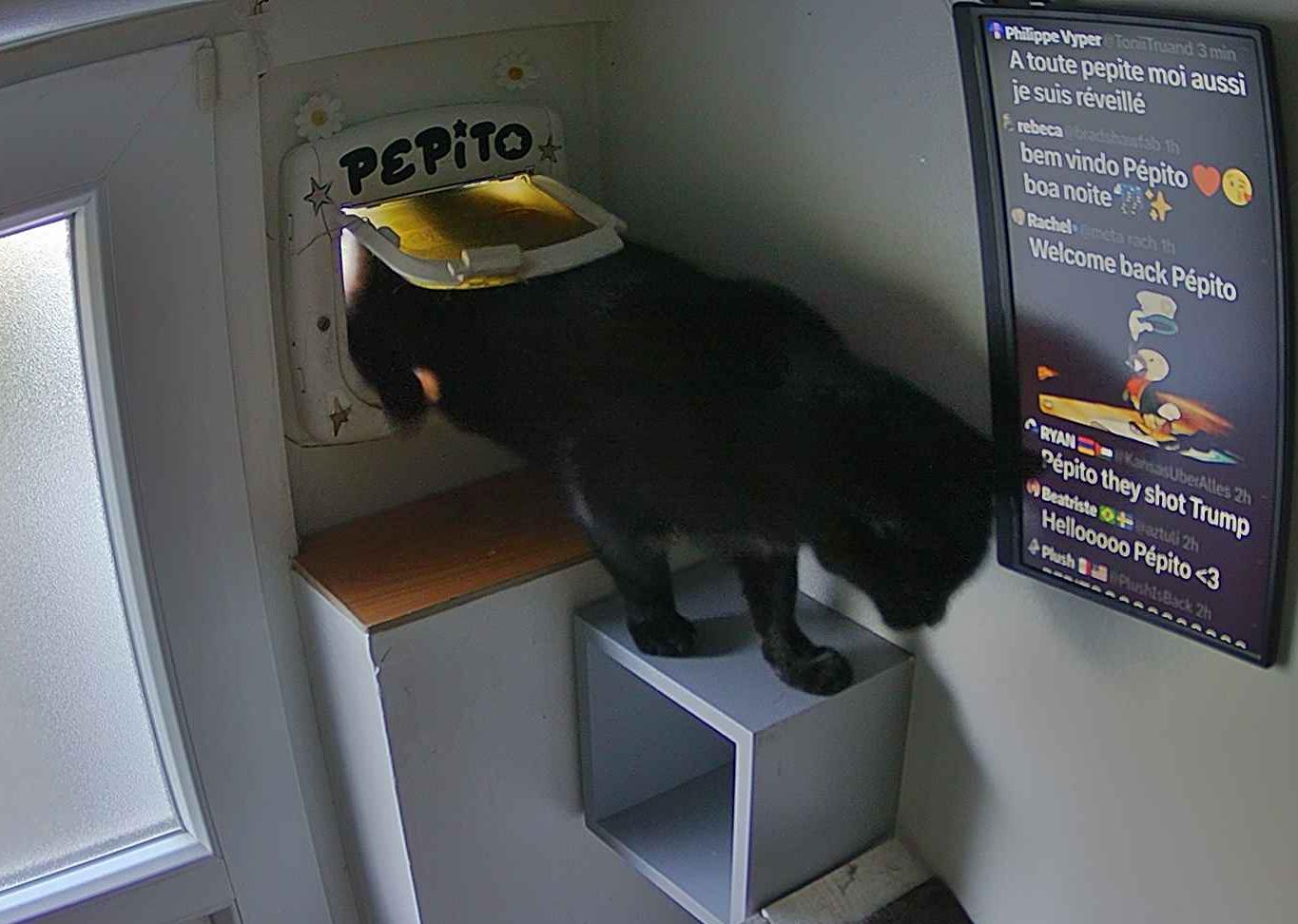 LP｜Datagram @ 🚢 on X: ““Pepito they shot Trump” People making 