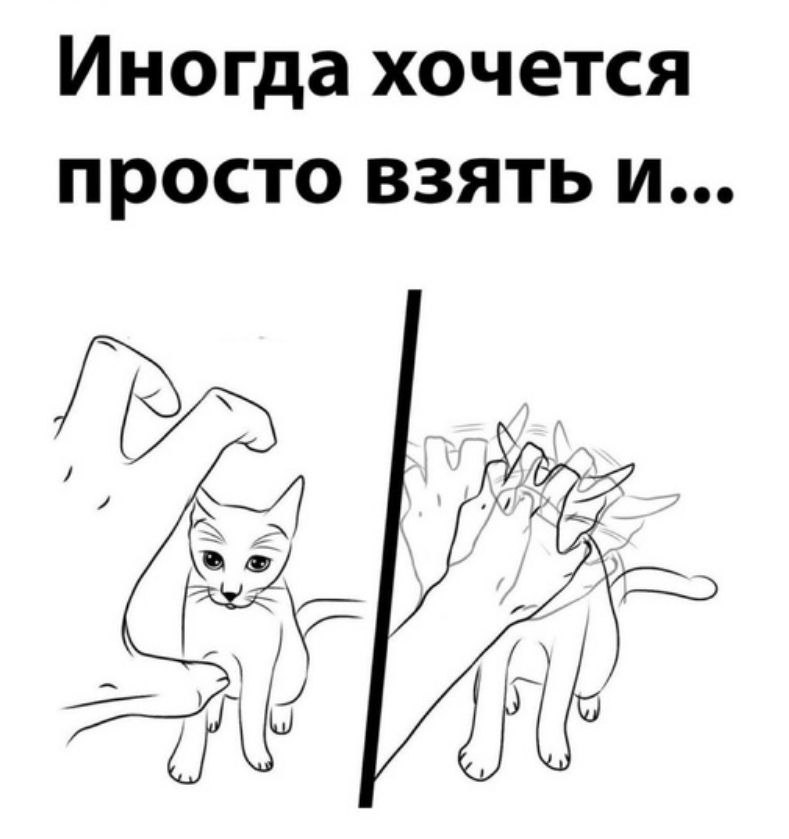 cats, i love cats (@catsilcats) on Twitter photo 