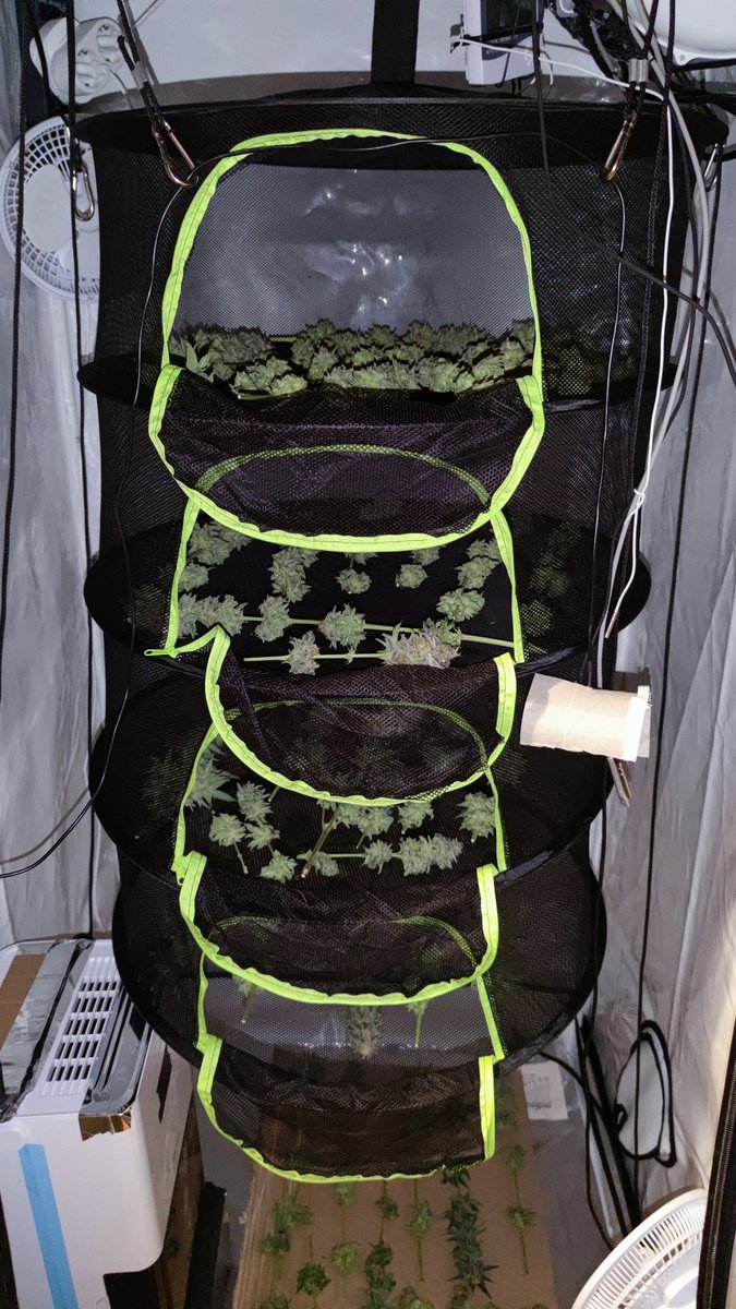 Gestern war Erntetag. 3x Northern Lights. Bis auf zuletzt etwas hohe Temperaturen lief alles ohne Probleme und ohne irgendwelche Mängel seitens der Pflanzen. Gedüngt wurde mit BB, angebaut auf Erde. Jetzt wird getrocknet und dann geht's in Grovebags.