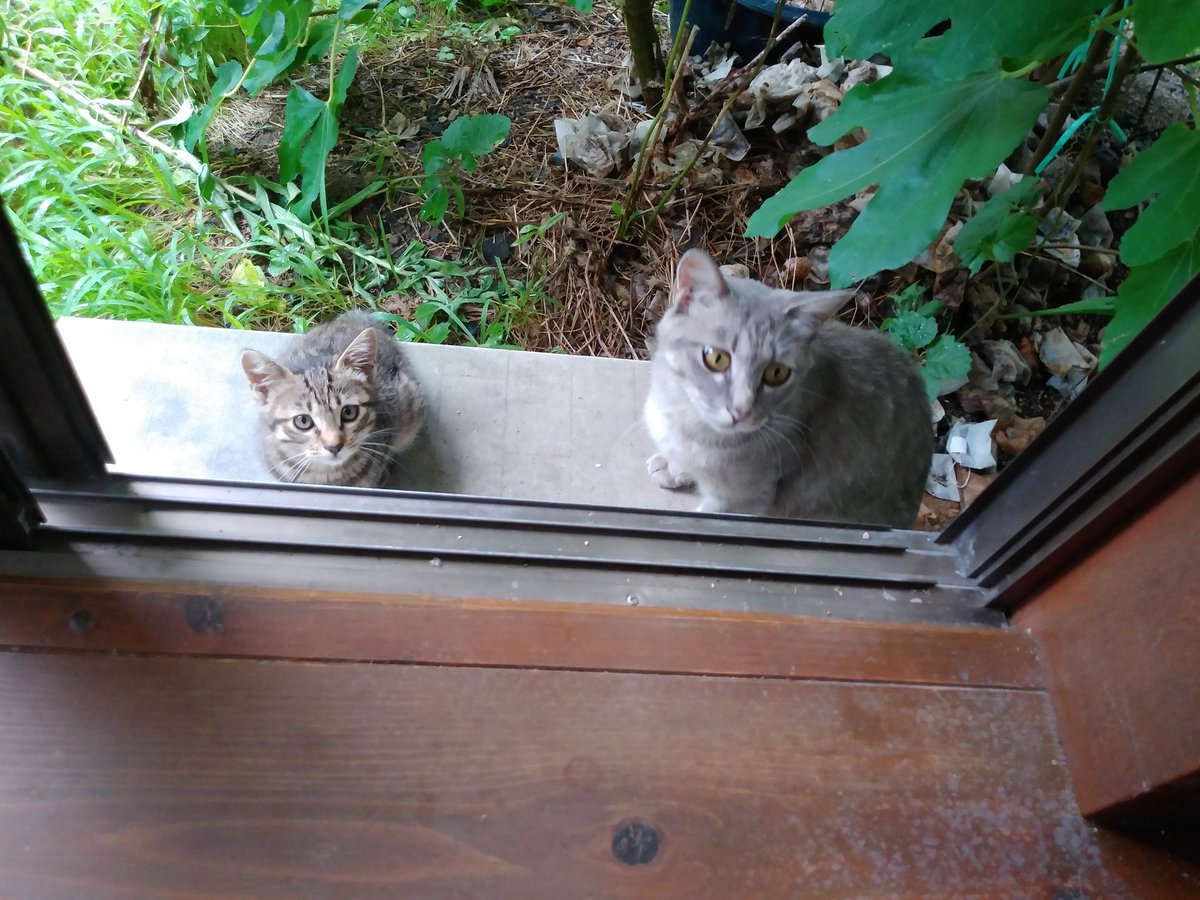 KC10133873's tweet photo. きょうの野良猫。きょうは珍しく子猫連れて来た  でもあと3匹来てない   まさかペットショップに売られちゃったか？ 無事な事を祈ります… https://t.co/8SNHrpEg9O