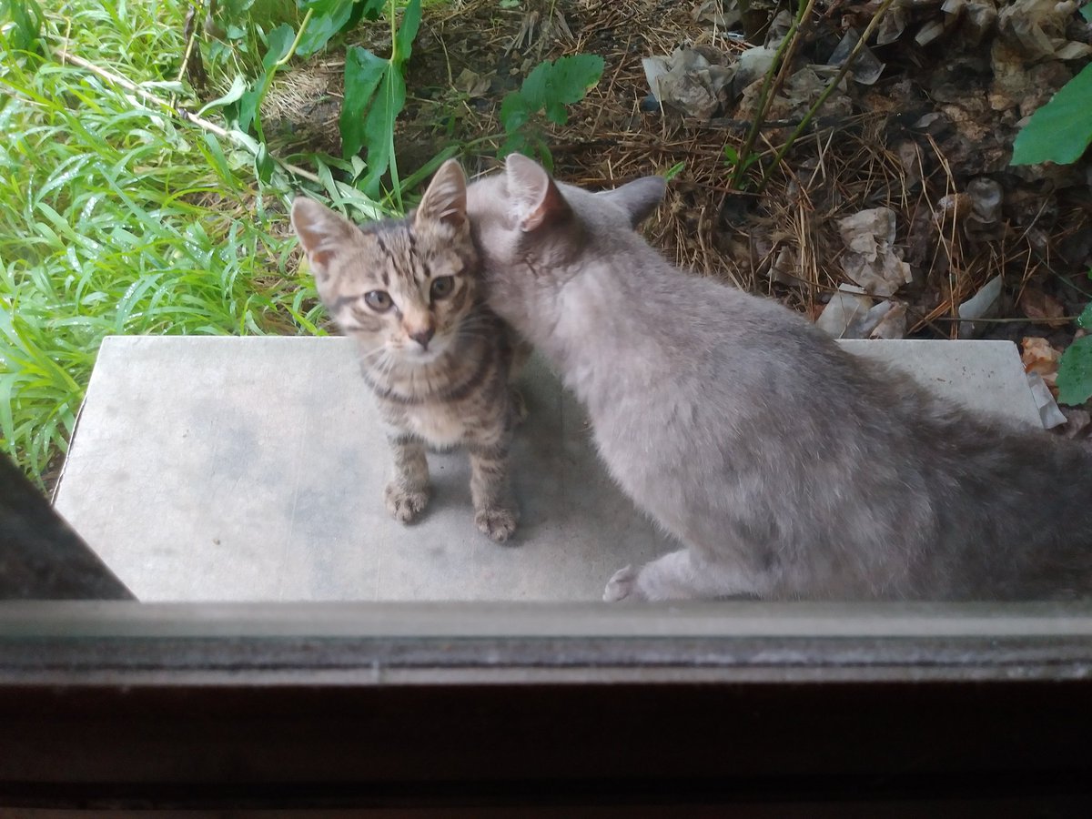 KC10133873's tweet photo. きょうの野良猫。きょうは珍しく子猫連れて来た  でもあと3匹来てない   まさかペットショップに売られちゃったか？ 無事な事を祈ります… https://t.co/8SNHrpEg9O