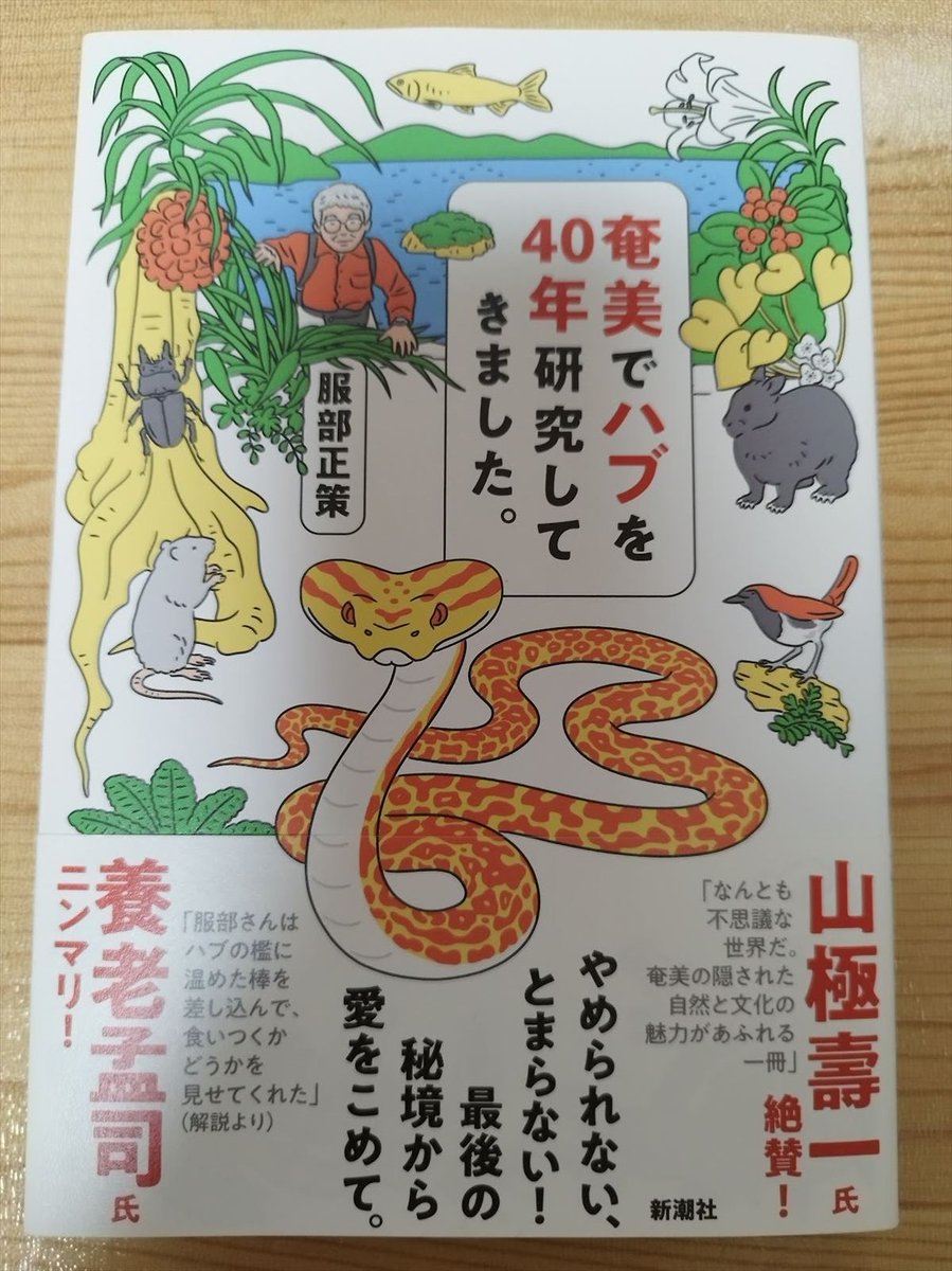 服部さんの『奄美でハブを40年研究してきました。』の表紙のハブ、最初に見たときから、以前服部さんのところにお伺いしたときに出してくれた金ハブに似ているなあと思ってたんですよ。で、その時の金ハブ写真やっと見つけた(2013年撮影) 