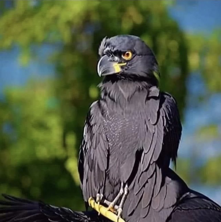 trraq1's tweet image. Close your eyes  80%