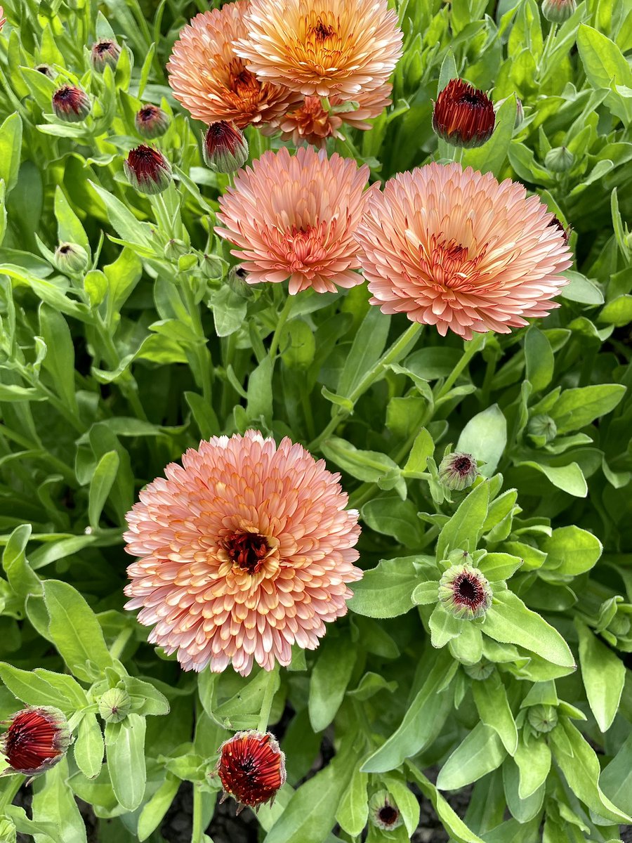 BedworthSeed's tweet photo. #Calendula #PinkSurprise is really looking beautiful. With no other calendula varieties growing nearby, that could cross-pollinate or result in colour fluctuation, we’ll be safe to save some of these seeds for the swap tables in February. 
#flowers #flowerpatch #flowergarden https://t.co/OMnPlJ3RWp