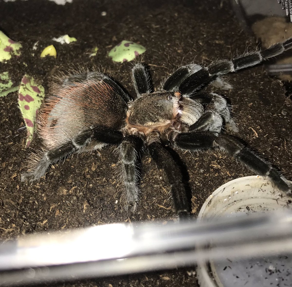 PyroMRN's tweet image. Spoods~!