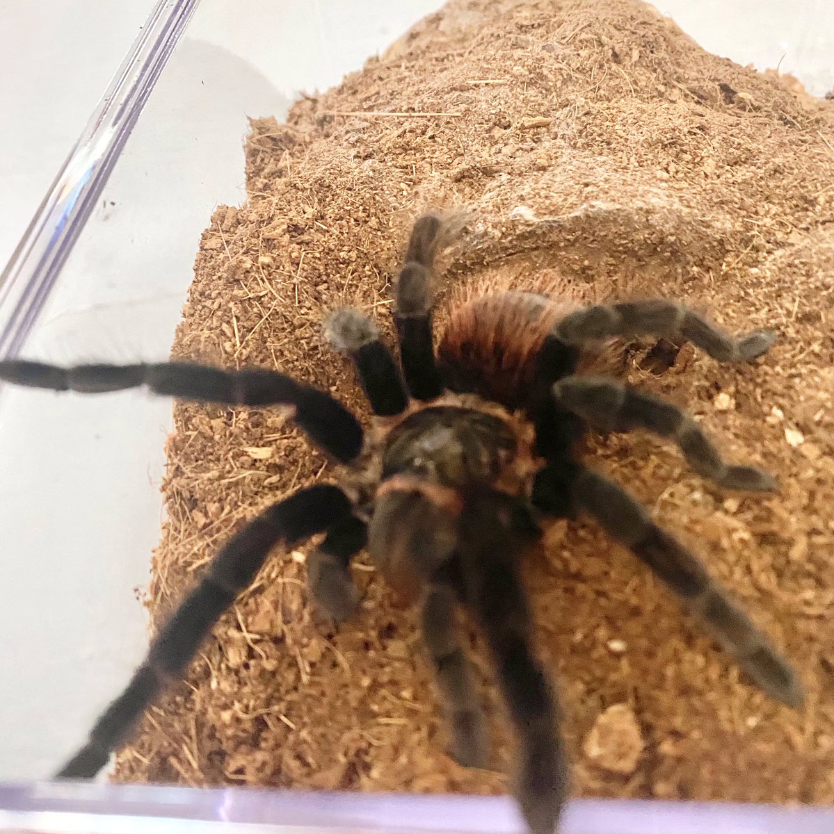 PyroMRN's tweet image. Spoods~!