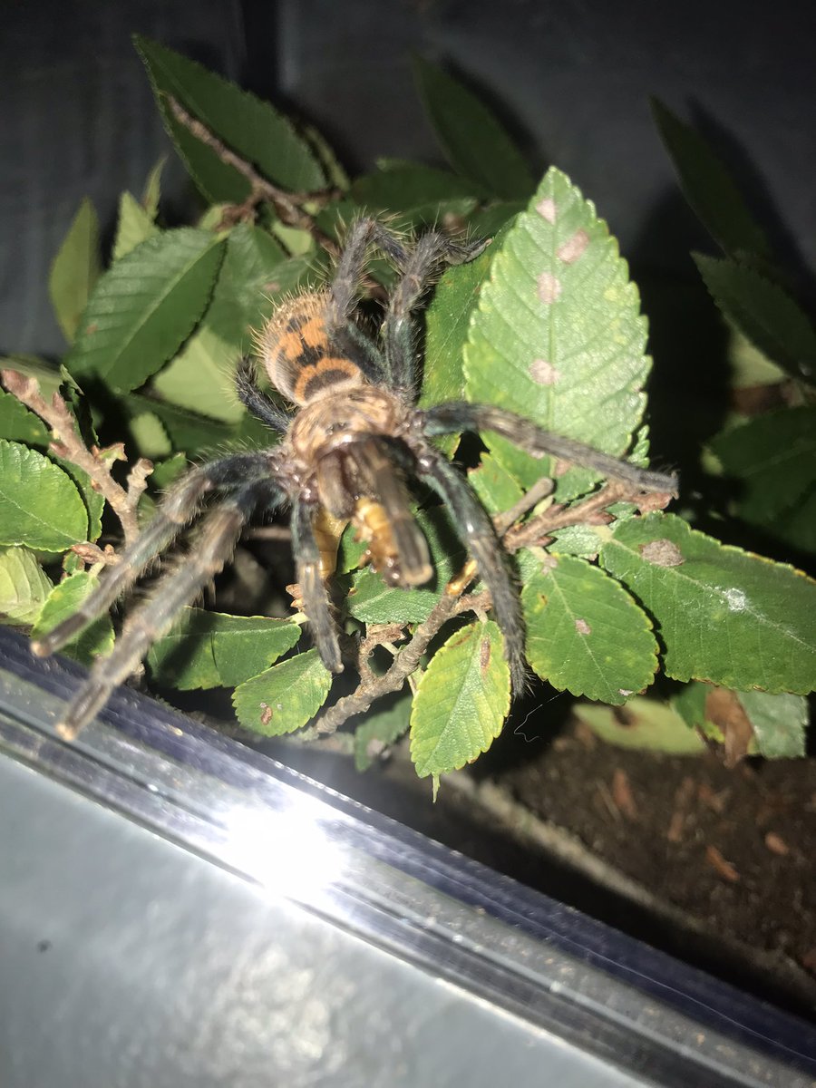 PyroMRN's tweet image. Spoods~!