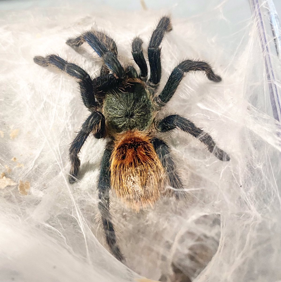 PyroMRN's tweet image. Spoods~!