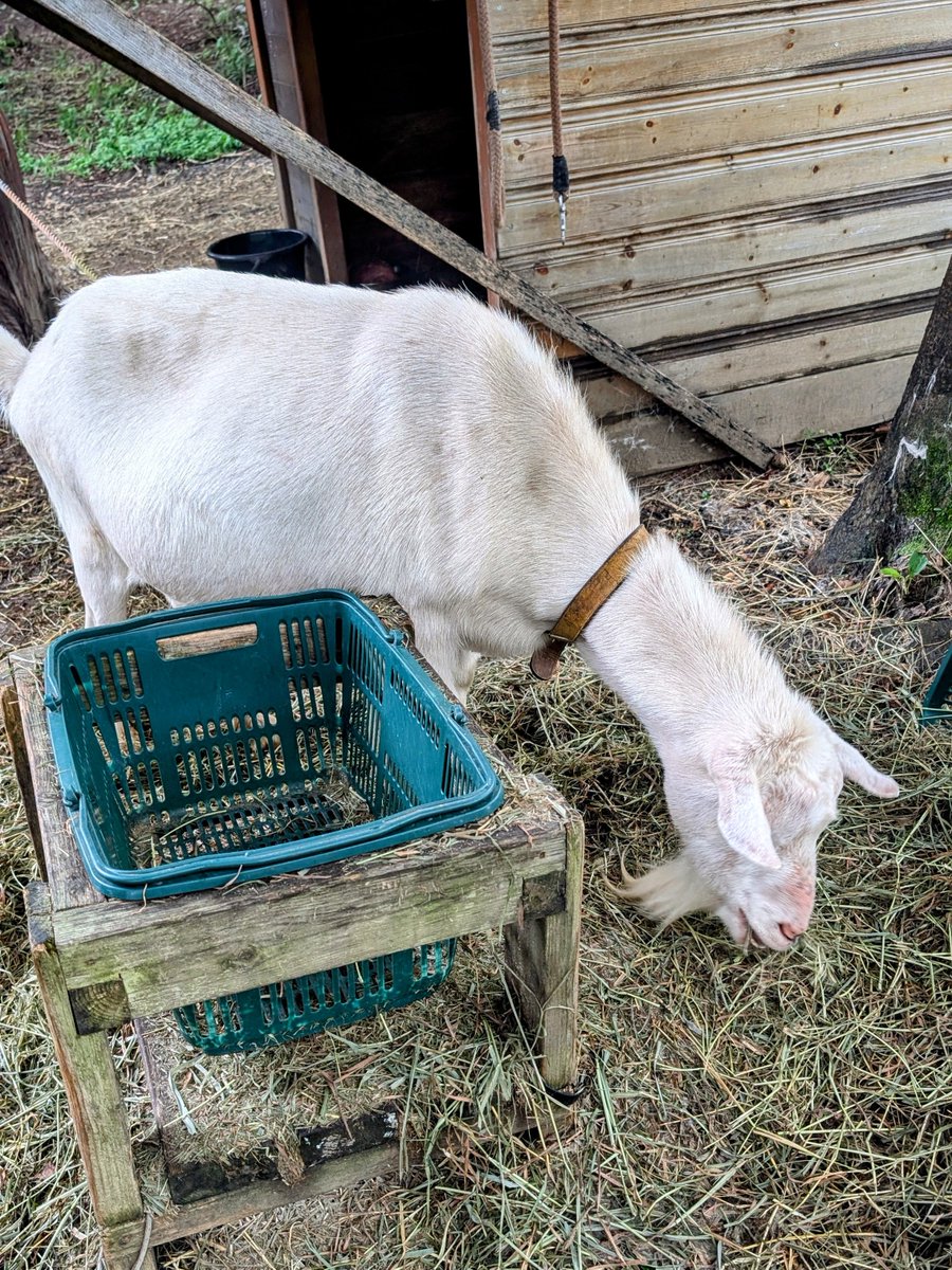 tami_frd's tweet image. 小雨のコモリバ🌧🐐
#COMORIVER