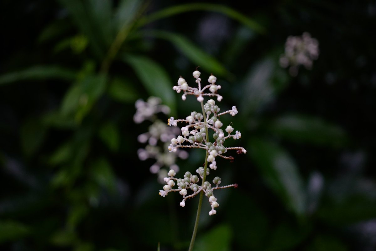 makinok_'s tweet photo. Leica APO-Macro-ELMARIT-TL 1:2.8/60 ASPH.を手に入れました https://t.co/TmyDf8tLeB