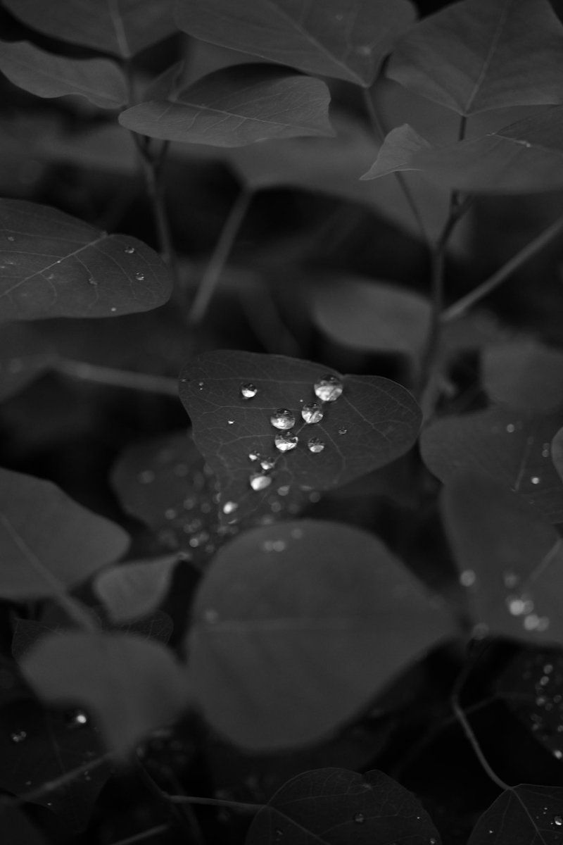 makinok_'s tweet photo. Leica APO-Macro-ELMARIT-TL 1:2.8/60 ASPH.を手に入れました https://t.co/TmyDf8tLeB