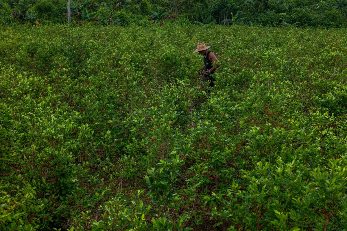 ObservadoresCo's tweet image. Se aproxima el informe de cultivos ilícitos en 🇨🇴 año 2023 por parte de la @ONU_es   @UNODC  @UNODCROCOL con sistema #SIMCI

➕ del 87% baja la erradicación de cultivos desde Agosto 2022 en 🇨🇴

➕🔎
observadorescol.org/observatorio-d…

@nytimes @thegreatglatsky @ElNuevoSiglo
📸@federicorios