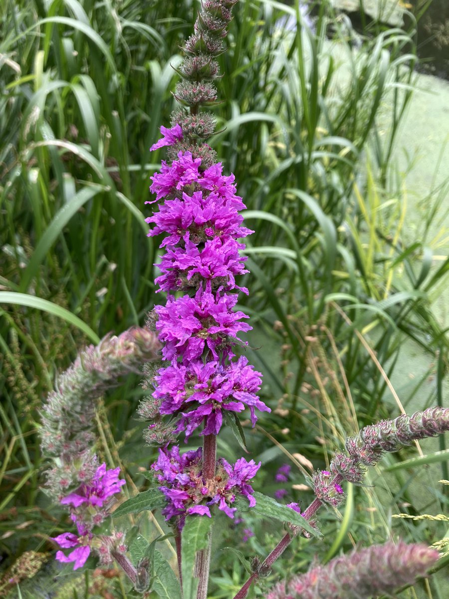 EmilyEcologist's tweet photo. @wildflower_hour A few plants whilst walking around the pond in my local park in Colchester. Purple-loosestrife, Square-stemmed St John’s-wort, Water Mint and Marsh Woundwort #botany #wildlife #wildflowers https://t.co/tFouT6BiK1