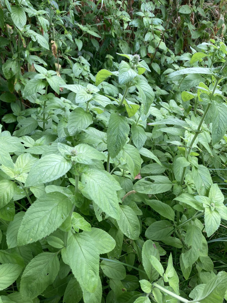EmilyEcologist's tweet photo. @wildflower_hour A few plants whilst walking around the pond in my local park in Colchester. Purple-loosestrife, Square-stemmed St John’s-wort, Water Mint and Marsh Woundwort #botany #wildlife #wildflowers https://t.co/tFouT6BiK1